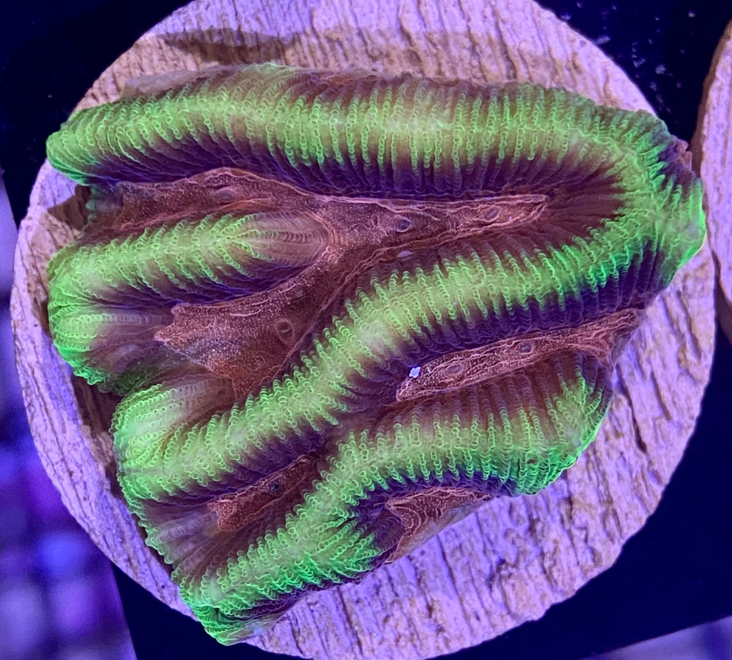 Frag - Lemonade Platygyra