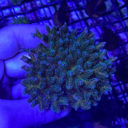 Frag - Poccillipora Large Colony