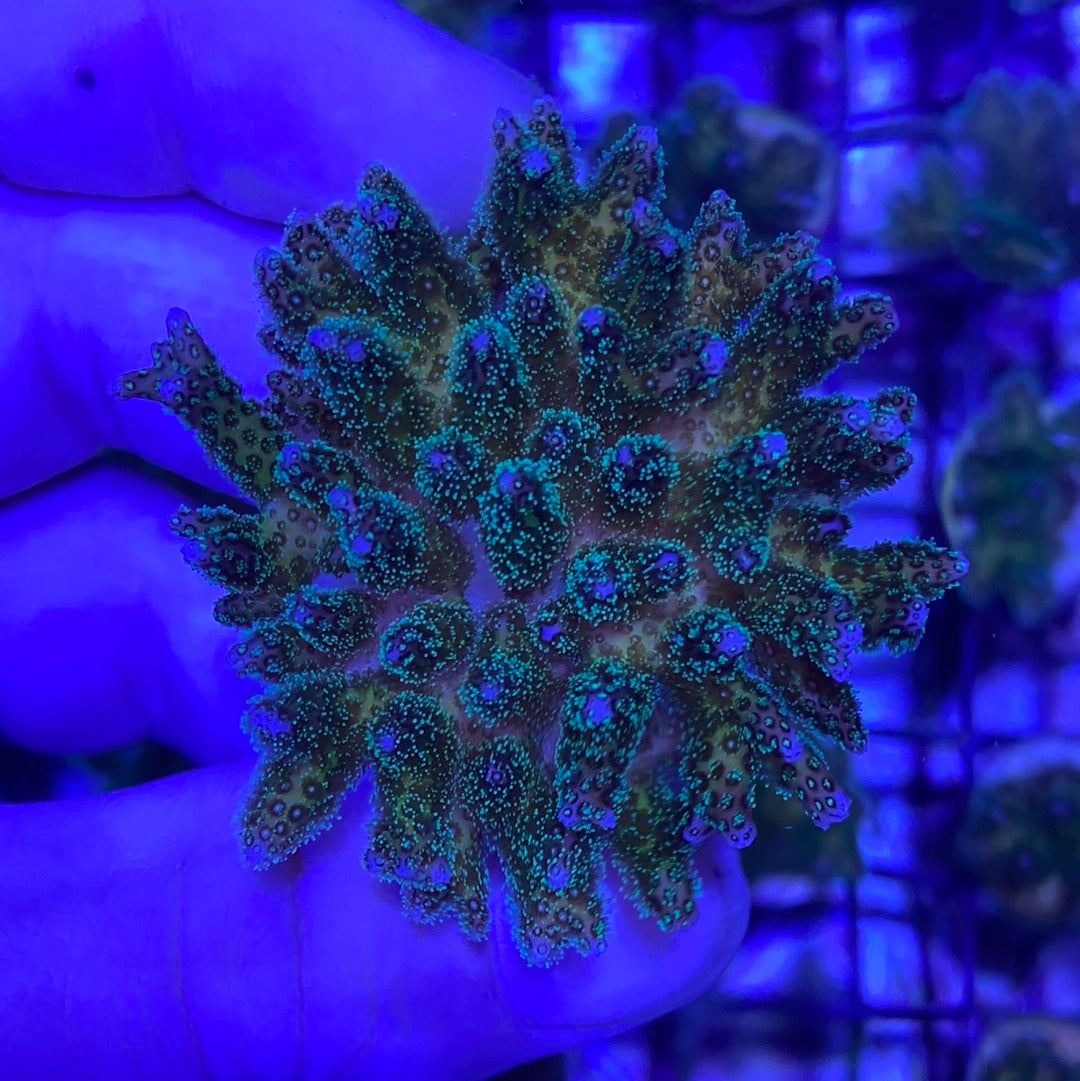 Frag - Poccillipora Mini Colony