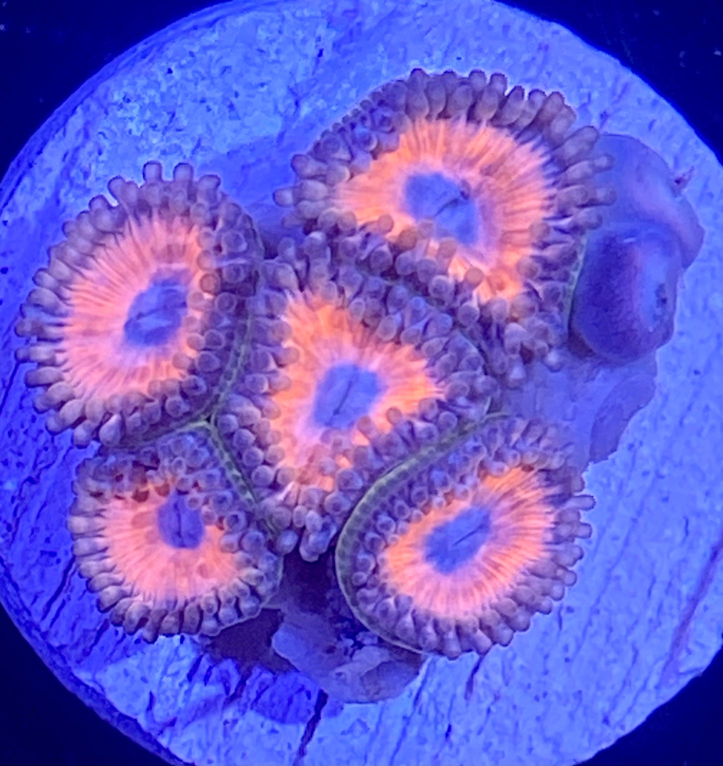 Frag -  Summer Lovin Zoanthid