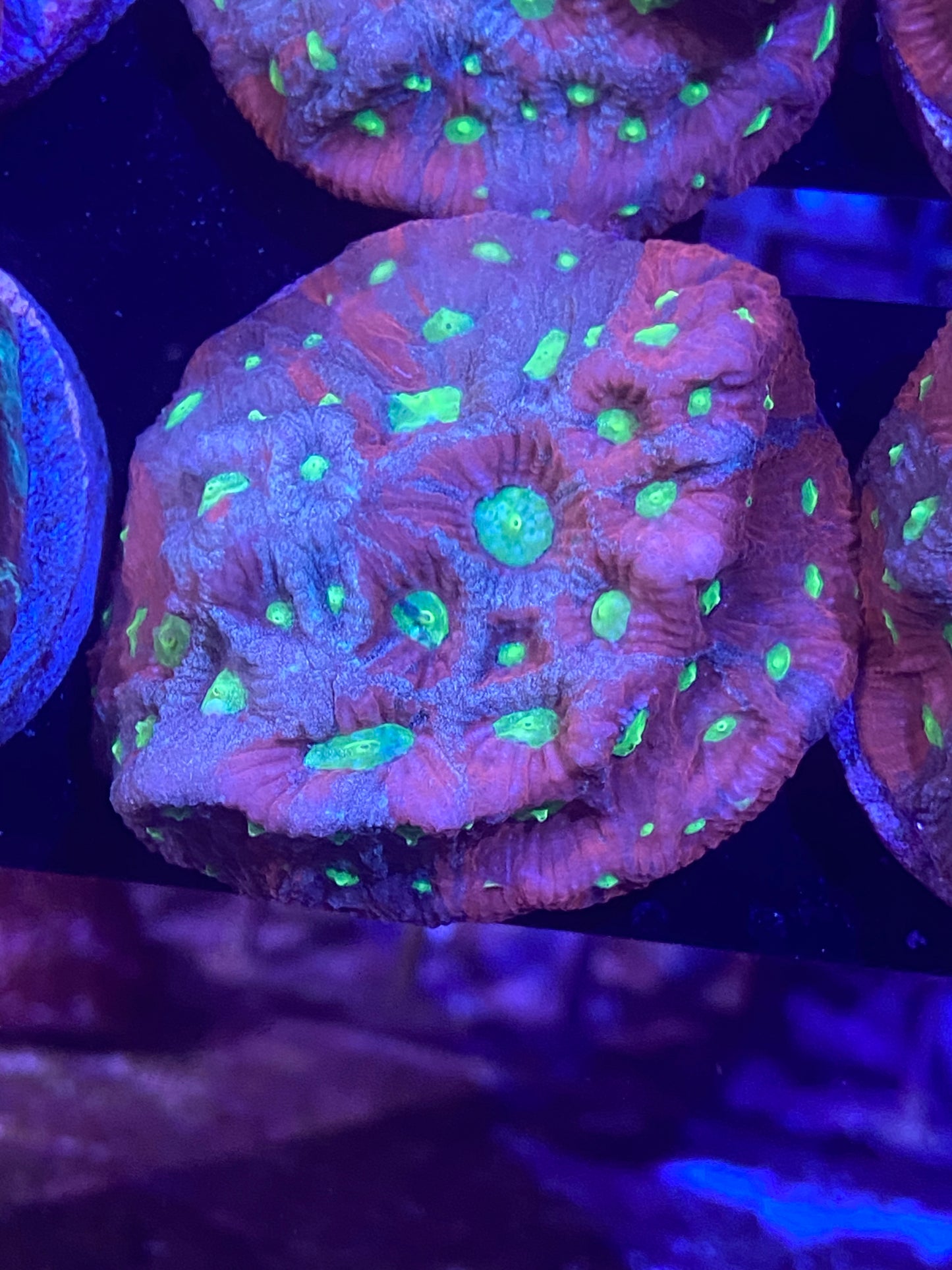 Frag - TechniColor Favites War Coral