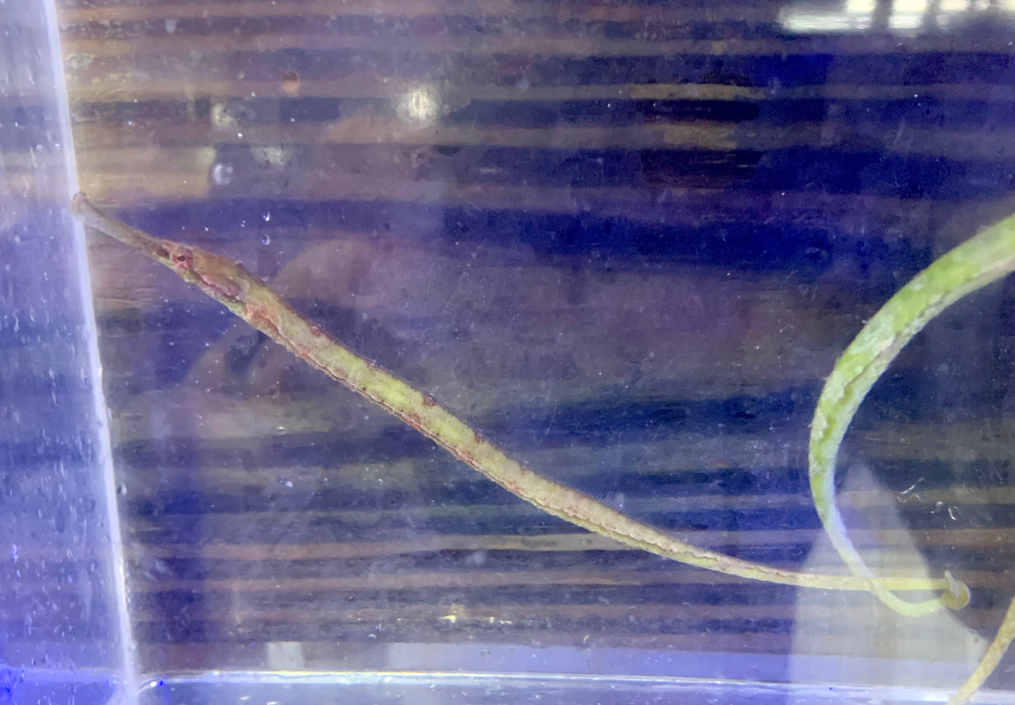 Pipefish - Alligator
