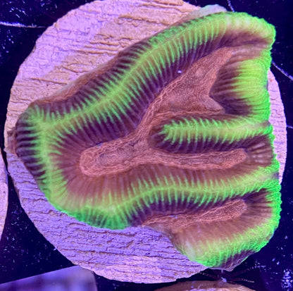 Frag - Lemonade Platygyra