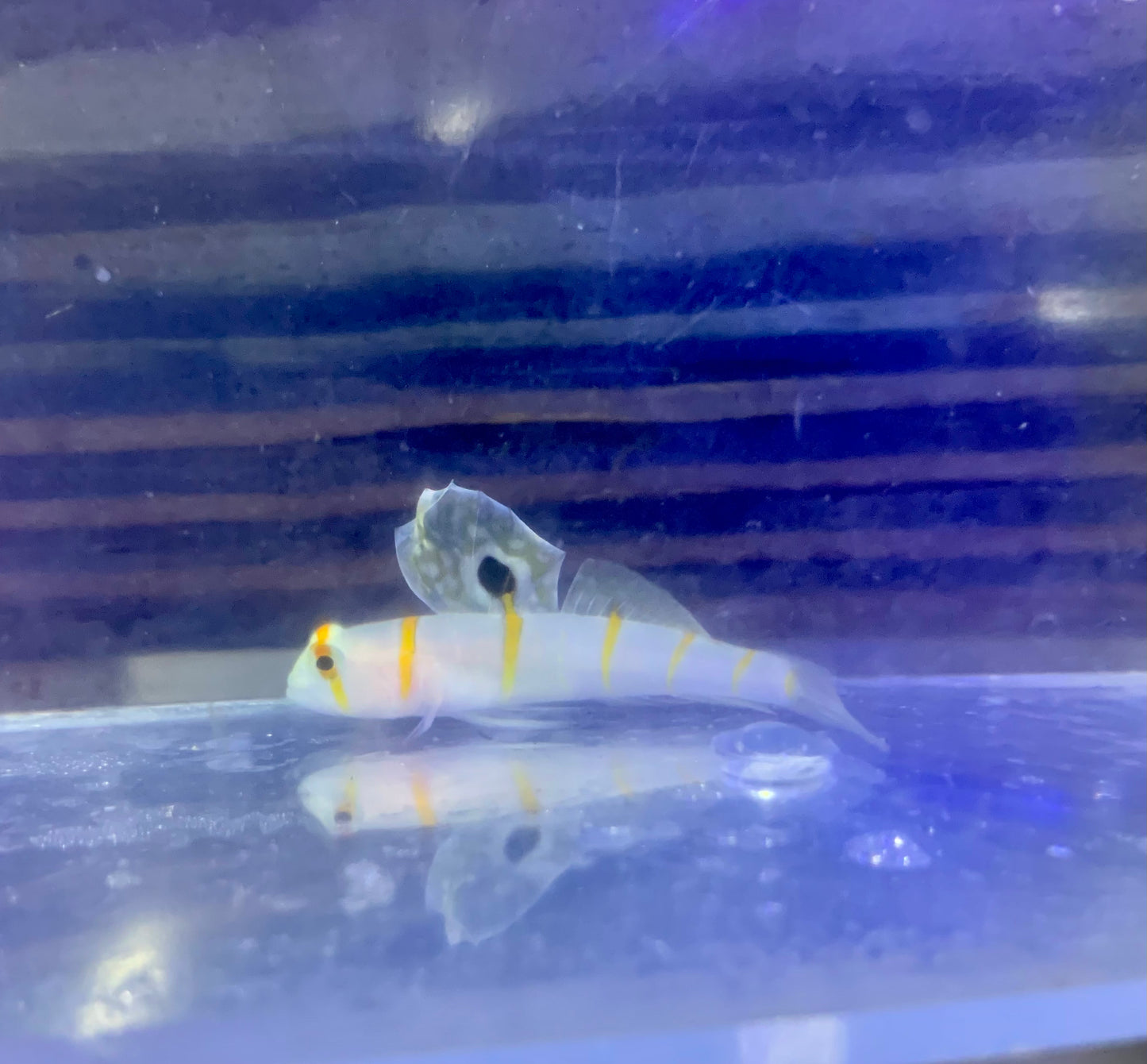 Goby - Prawn Randalii