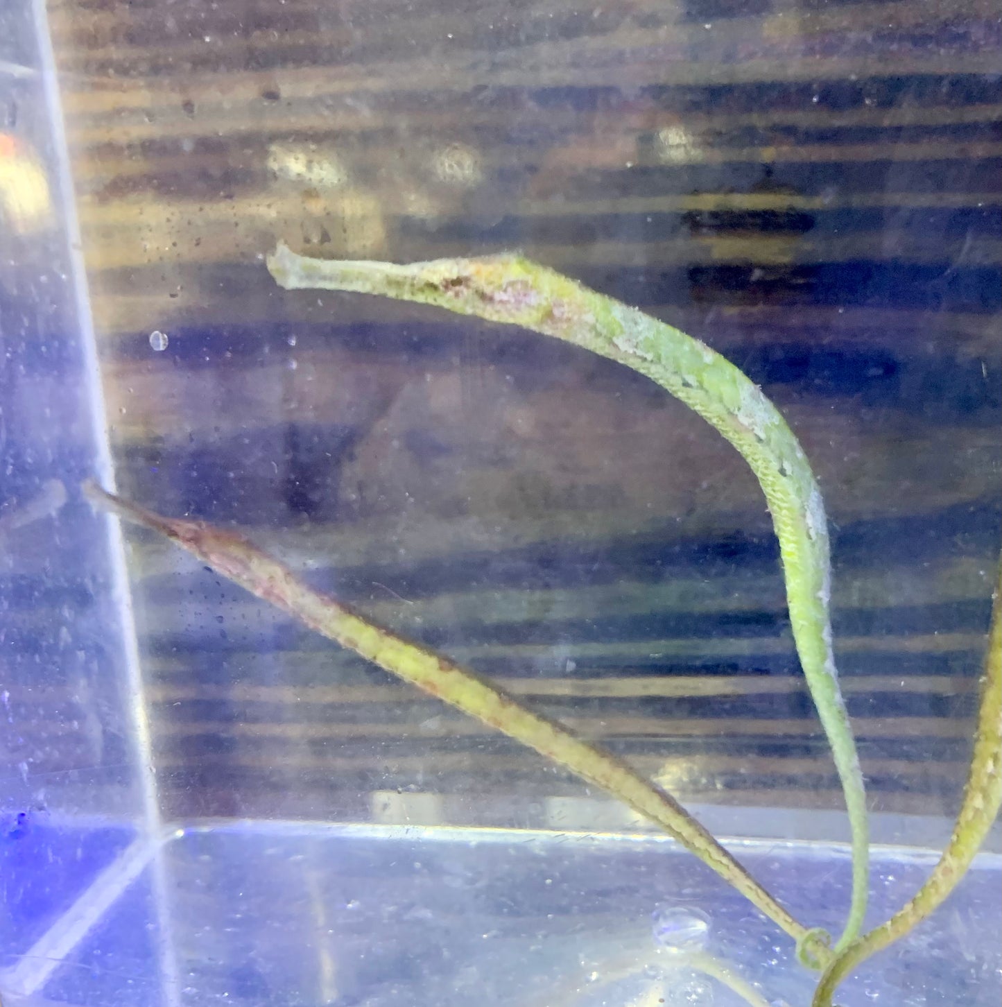 Pipefish - Alligator