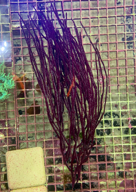 Gorgonian - Purple Whip