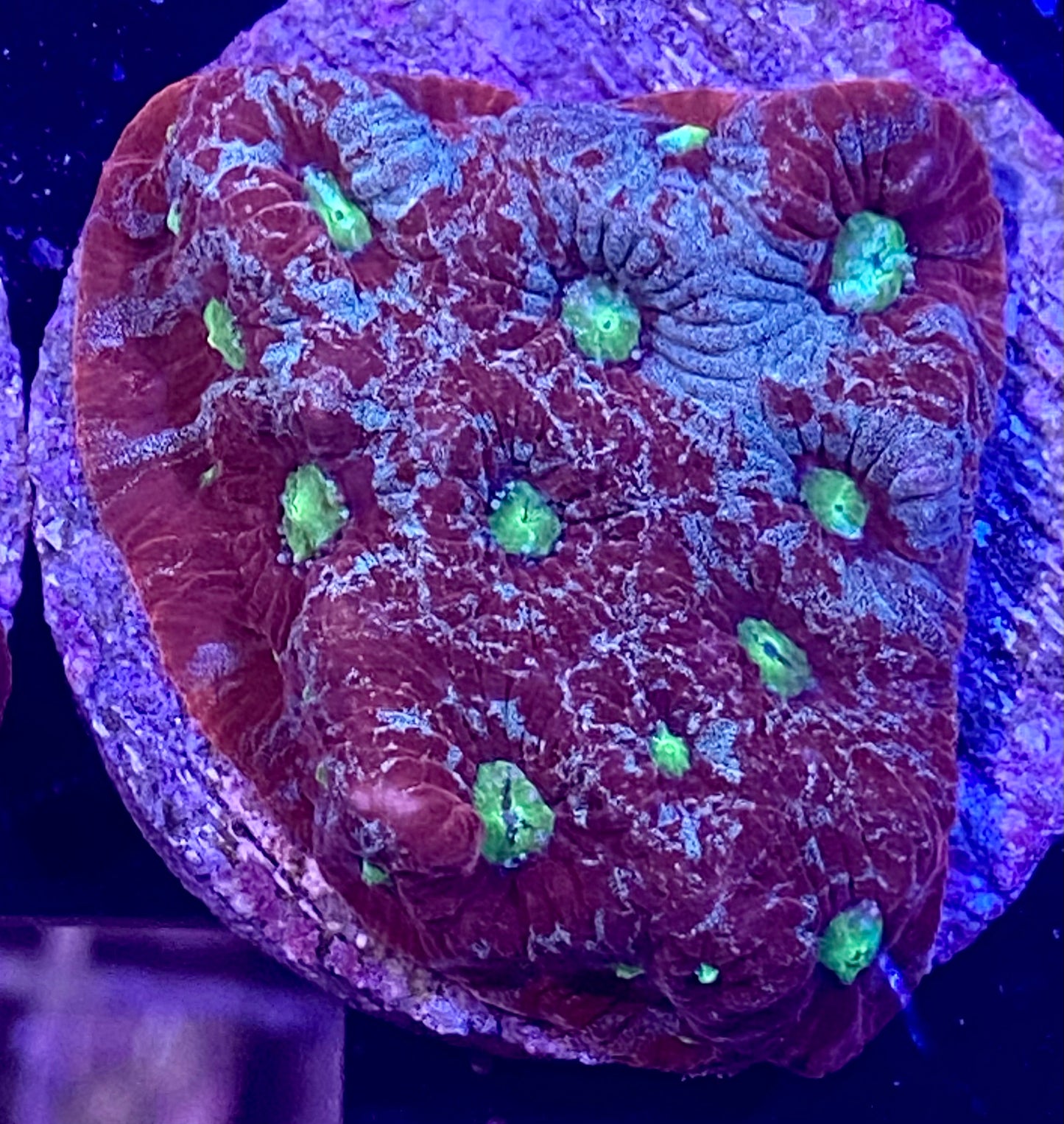 Frag - Space Static Favites War Coral