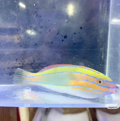 Wrasse - Red Shoulder