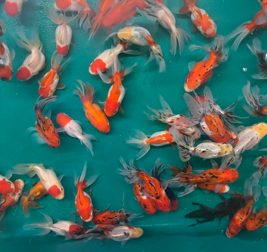 Goldfish - Oranda Premium Imported Mixed
