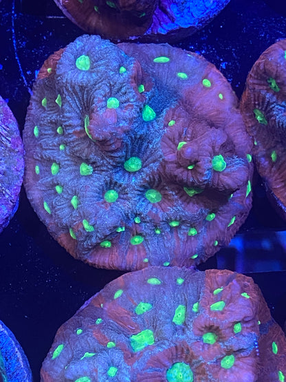 Frag - TechniColor Favites War Coral