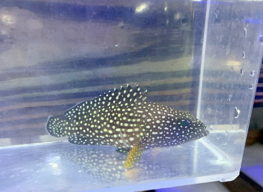 Grouper - Specklefin