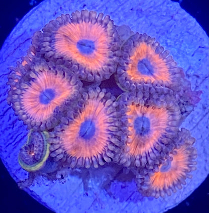 Frag -  Summer Lovin Zoanthid