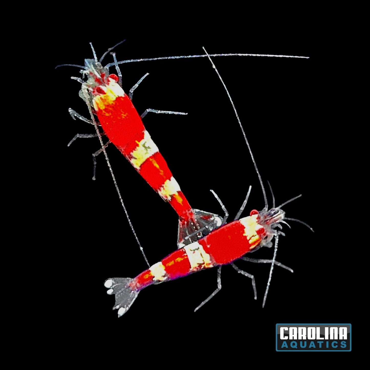 Invert - Shrimp Crystal Red Grade S