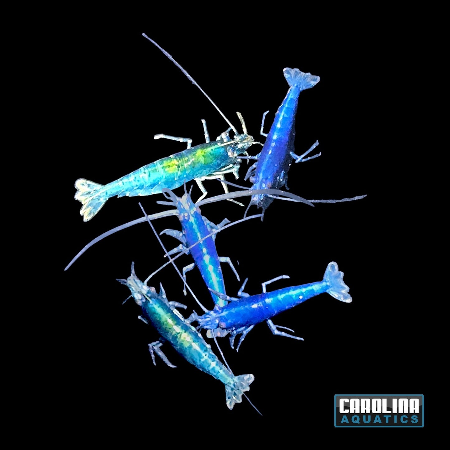 Invert - Shrimp Fantasy Blue Velvet