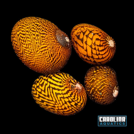 Invert - Snail Lightning Bolt Nerite
