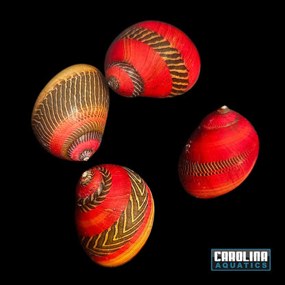 Invert - Snail Nerite Red Racer