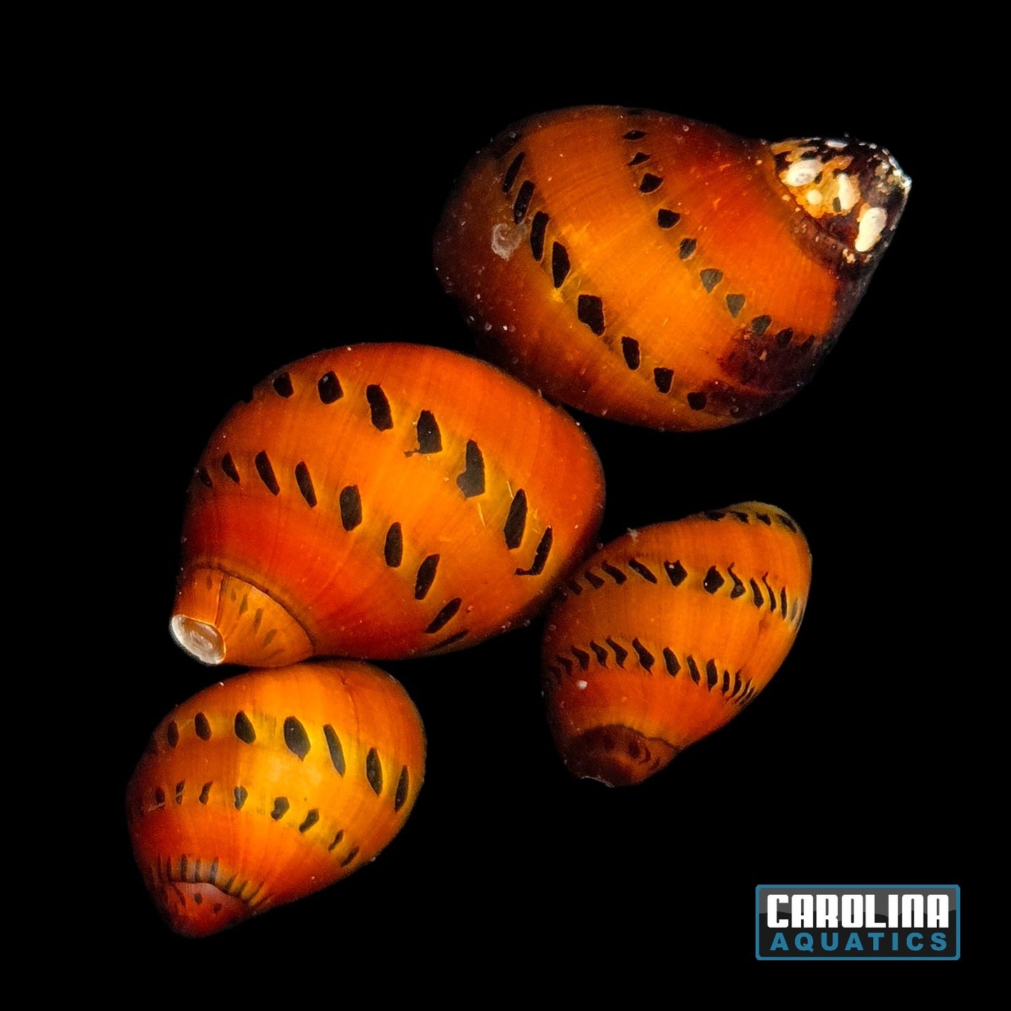 Invert - Snail Red Spotted Nerite