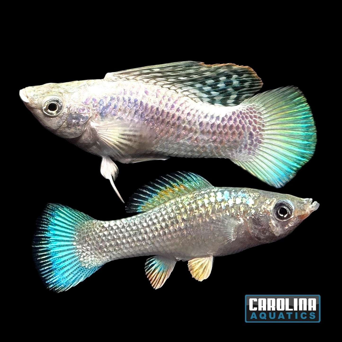 Molly - Platinum Silver Med