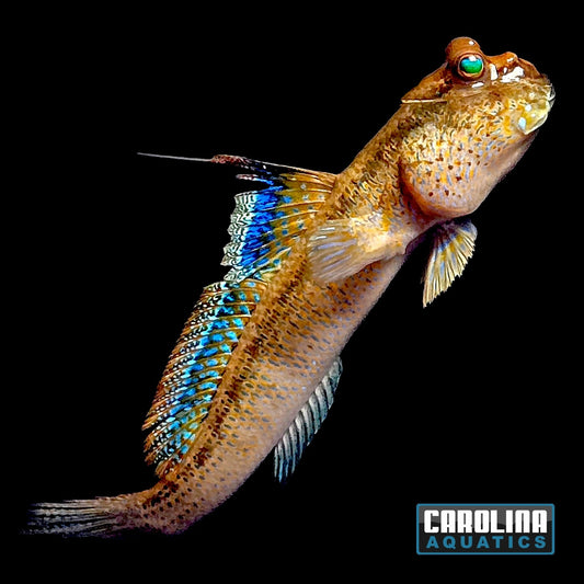 Mudskipper - Blue Neon Lg