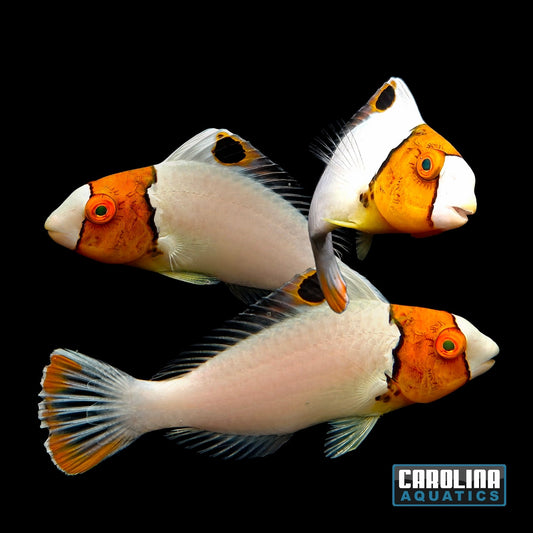Parrotfish - Bicolor Md