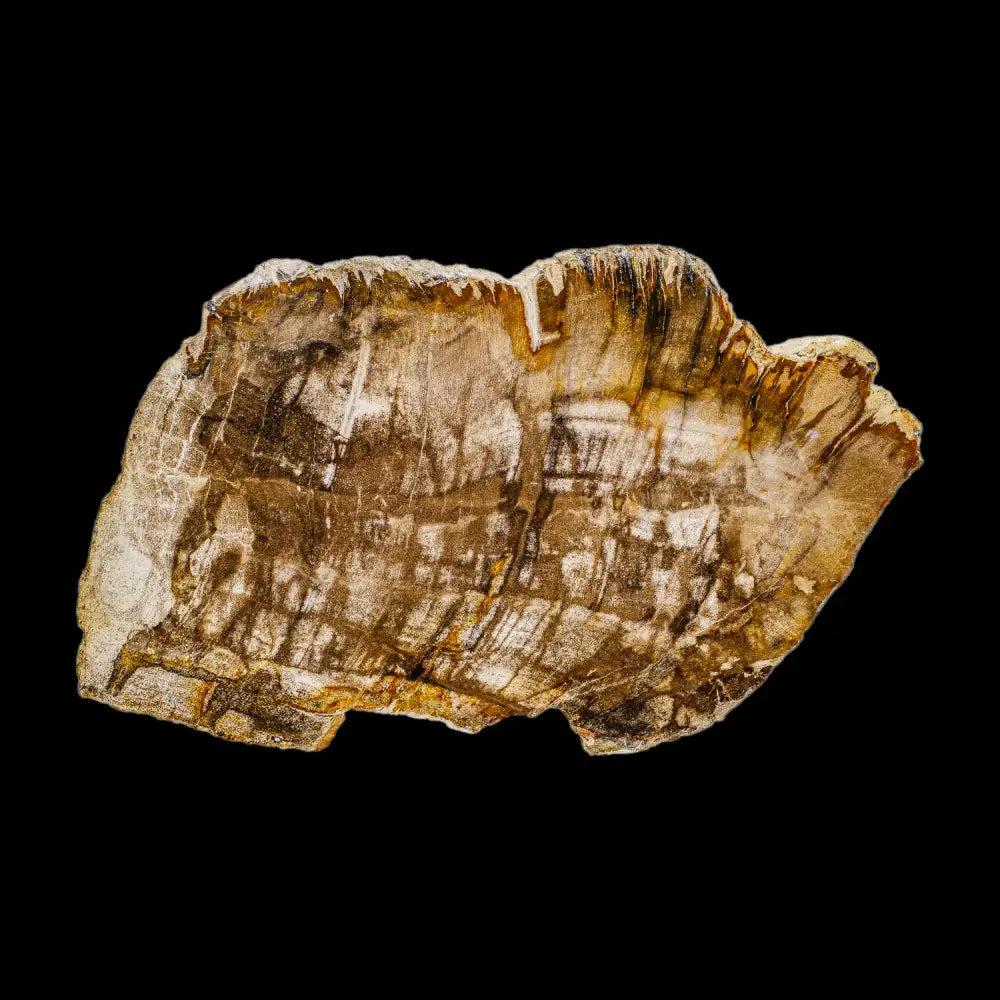 Petrified Wood Slab Wysiwyg