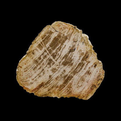 Petrified Wood Slab Wysiwyg