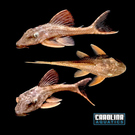 Pleco - Blue Eye Redfin L-137 6-7in