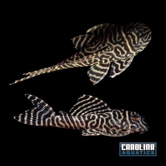 Pleco - Yellow King Tiger L-333 3.5-4in