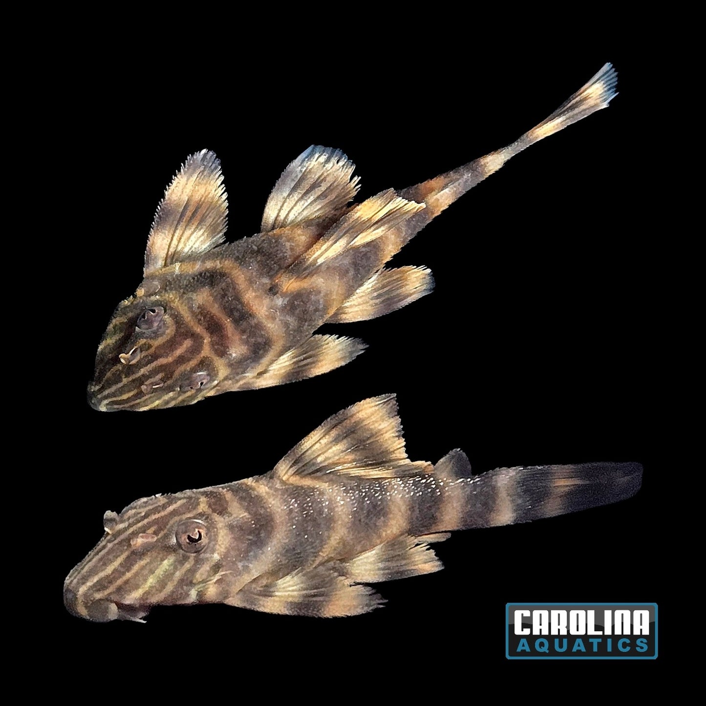 Pleco - Tankei Tiger L-398 2in