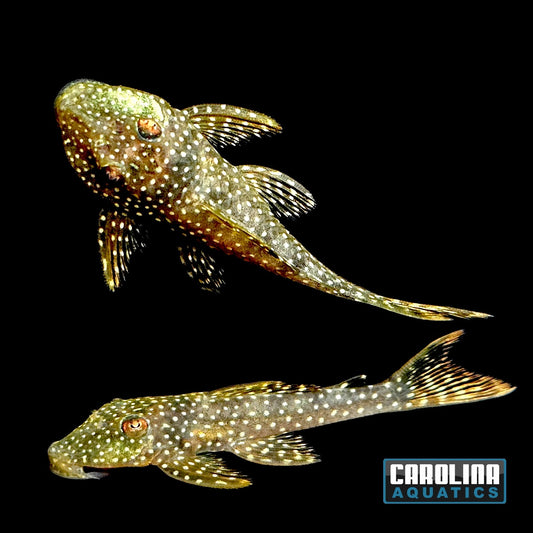 Pleco - Yellow Seam Bearded L-067 2in.
