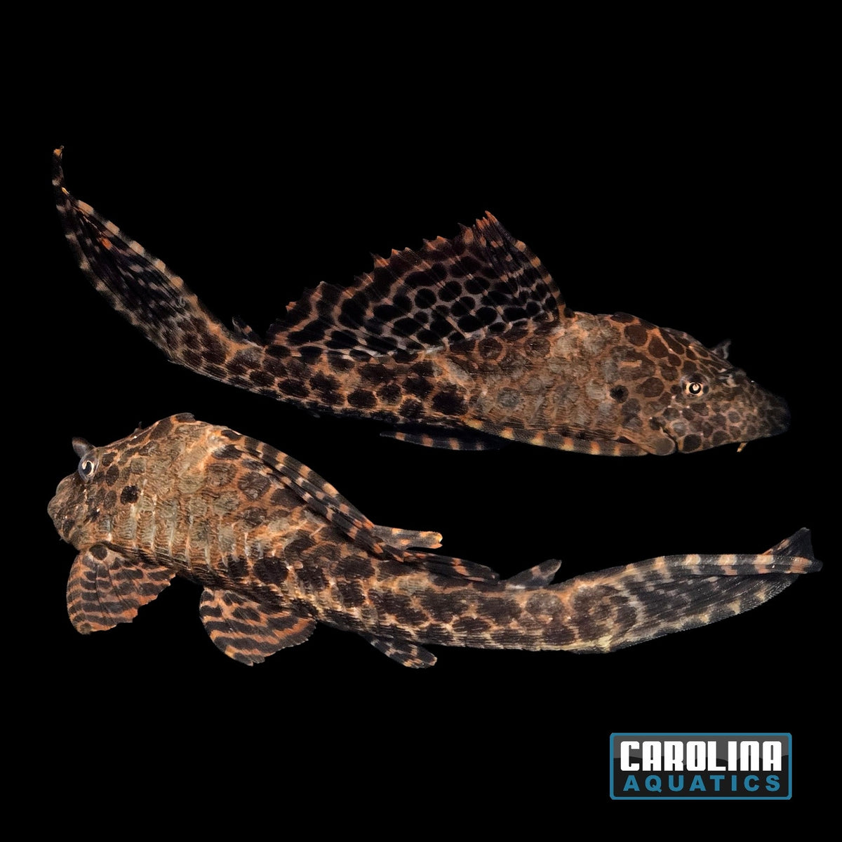 Pleco - Sailfin L-165 2in