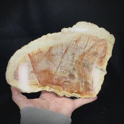 Petrified Wood Slab