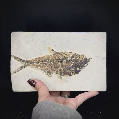 Fish Fossil - Knightia Eoceana