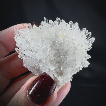 Chrysanthemum Stone