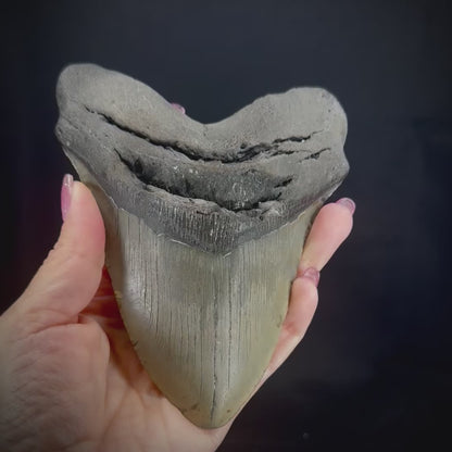 Megalodon Tooth