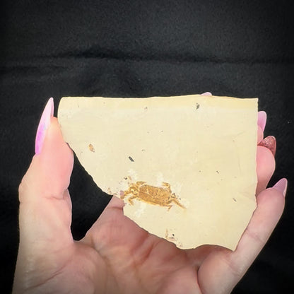 Fossil - Crab Pinnixa