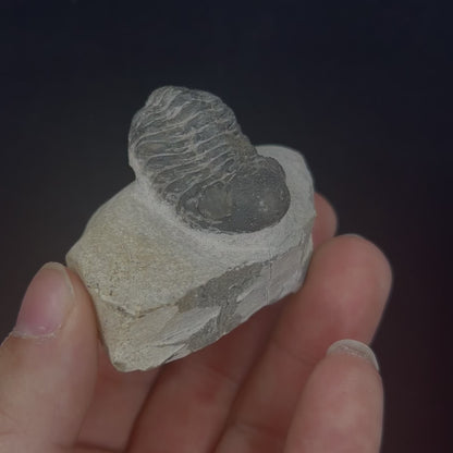 Metacanthian Trilobite in Matrix