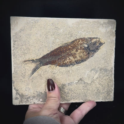 Fish Fossil - Knightia Eoceana