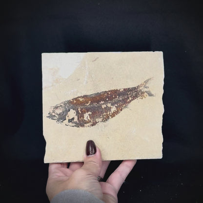 Fish Fossil - Knightia Eoceana