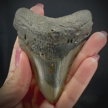 Megalodon Tooth