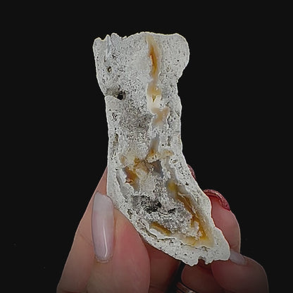 Petrified Coral