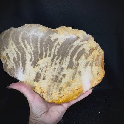 Petrified Wood Slab