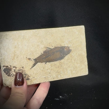 Fish Fossil - Knightia Eoceana