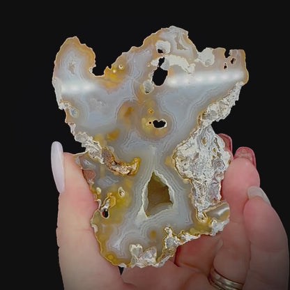 Petrified Coral