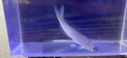 Tilefish - Flashing