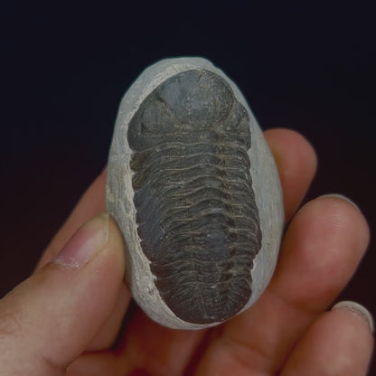Metacanthian Trilobite in Matrix