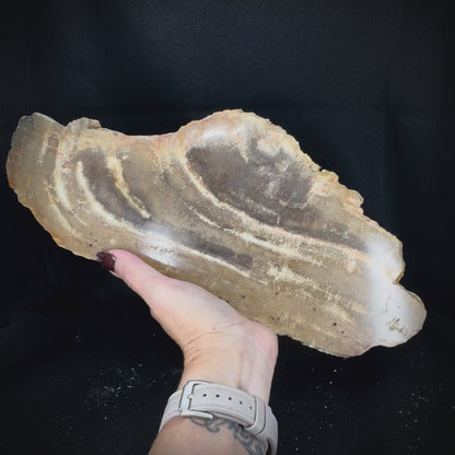 Petrified Wood Slab