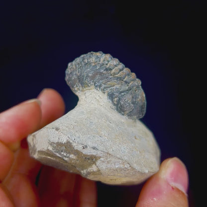 Metacanthian Trilobite in Matrix