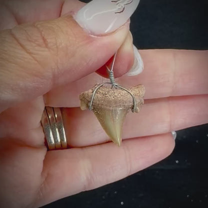 Shark Tooth