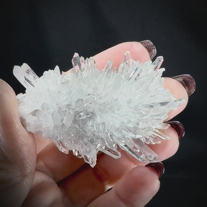 Chrysanthemum Stone